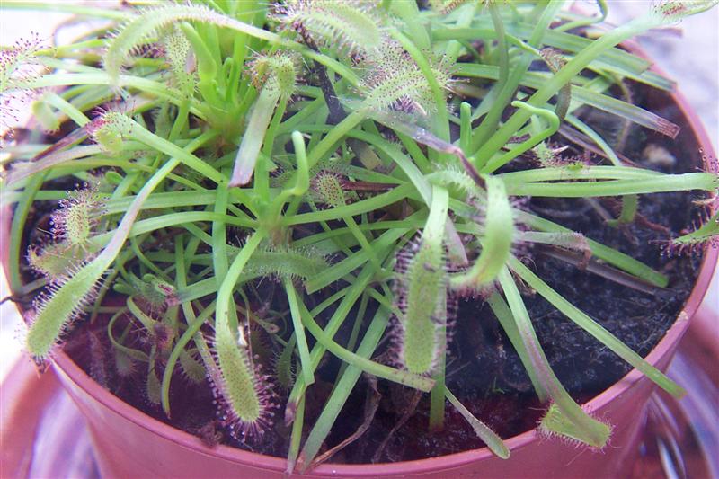 04drosera.jpg