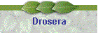 Drosera
