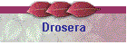 Drosera