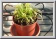 02drosera.jpg