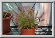 03drosera.jpg