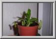 01nepenthes.jpg