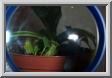 02nepenthes.jpg