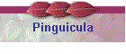Pinguicula